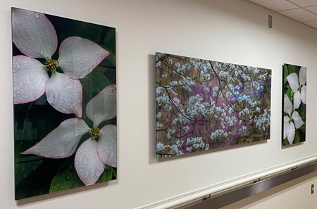 A wall in the PETU with three large photos of white flowers